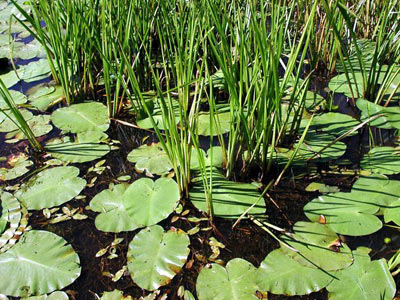 macrophytes